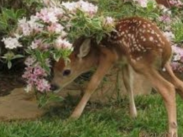 ou esse cervo que você achou escondido debaixo das flores? 🦌❤️