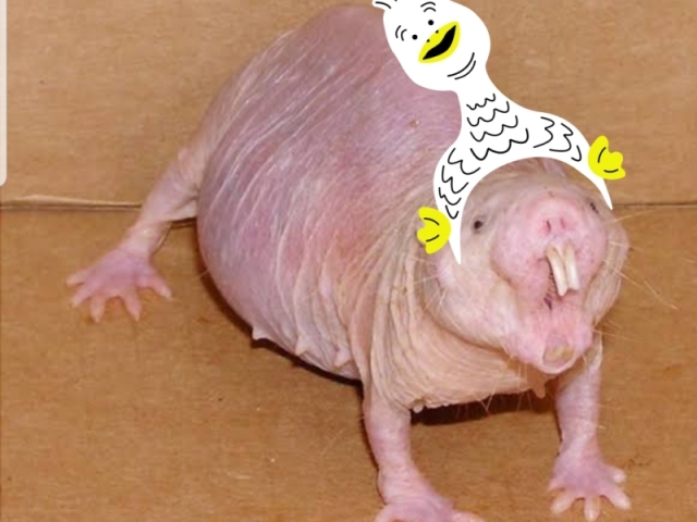 Ñ