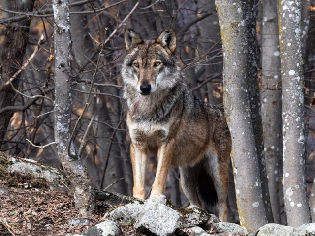 Lobo da florestas