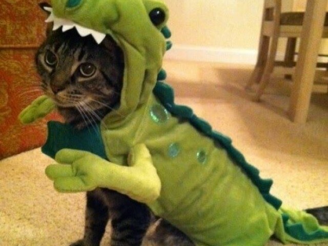 GATO DINO😼🛐💚🦕