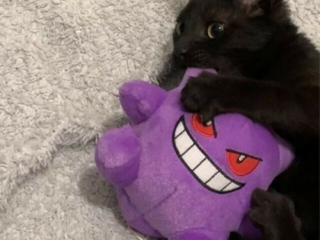 GATO COM GENGAR/OUTRO