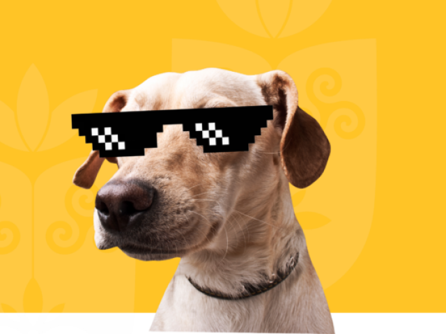 Que cachorro você seria?