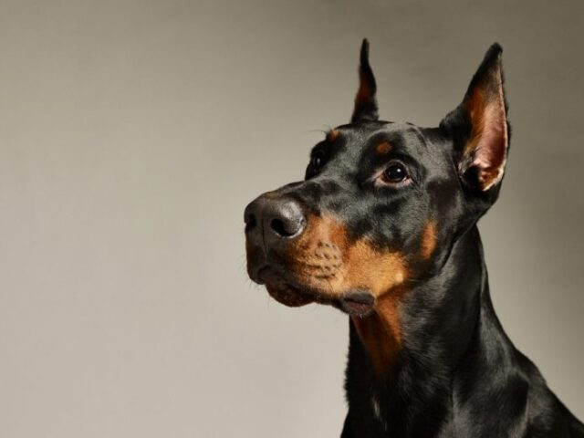 Doberman