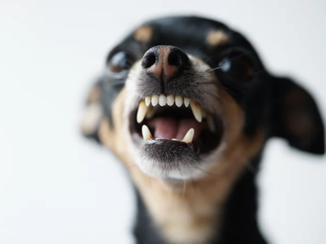 Pinscher