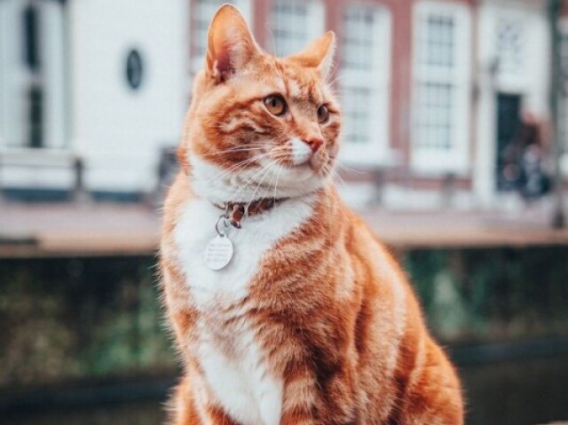 Gato