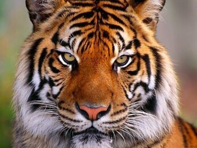 Tigre