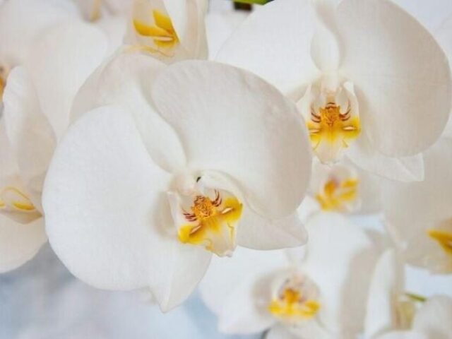 orquídea
(beleza rara e delicada)