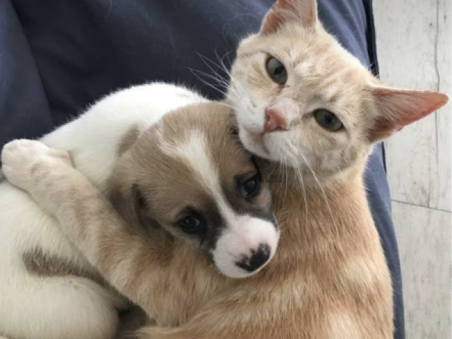 Gato e cachorro