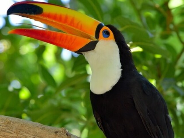 Tucano