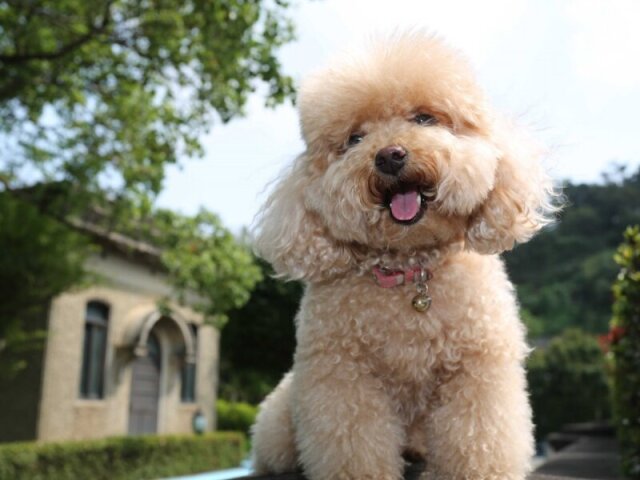 Poodle