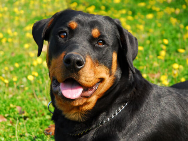 Rottweiler