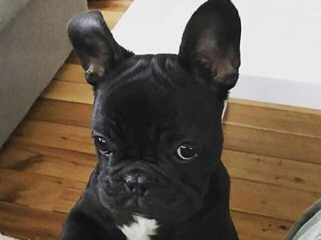 Buldogue