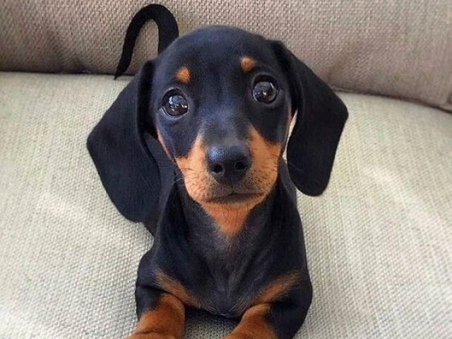 Dachshund