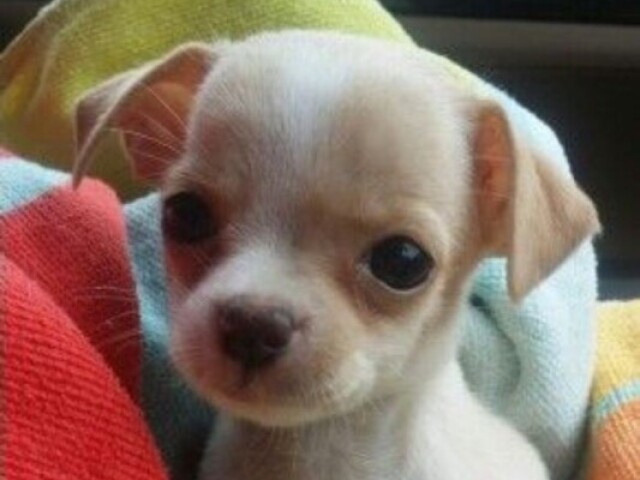 Chihuahua