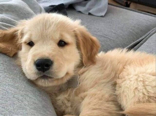 Qual cão você seria?