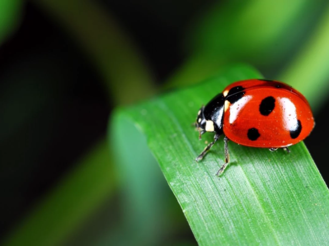 Lady bug!?