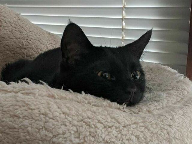 Gato