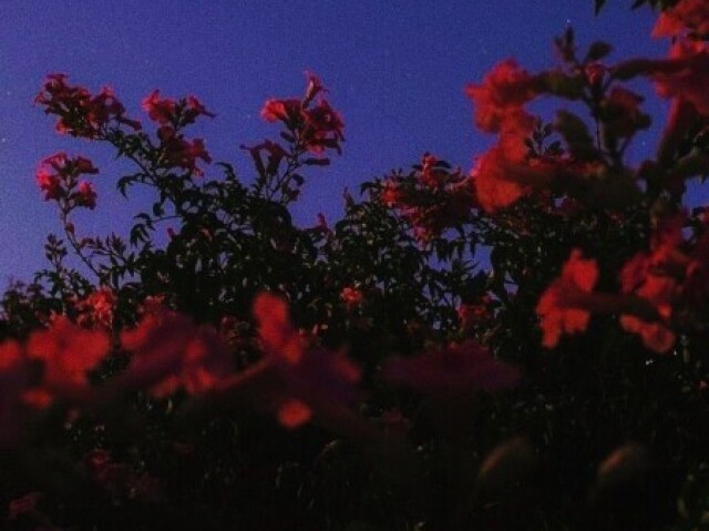 Plantando sementes de rosas.