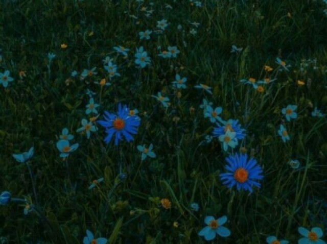 Em um campo cheio de flores enquanto penso na vida.