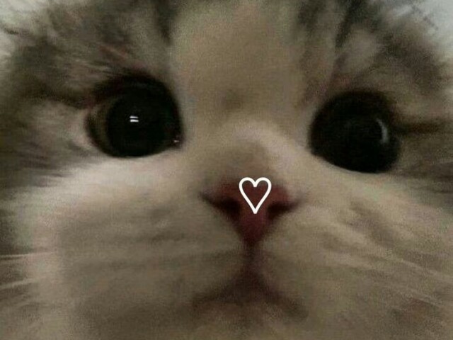 Cat's😼