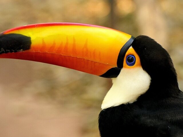 Tucano