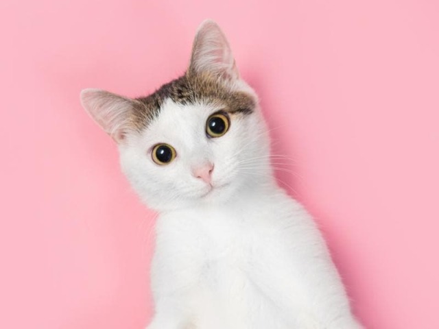 gatos