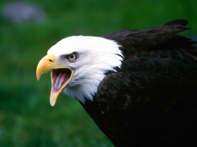 aves