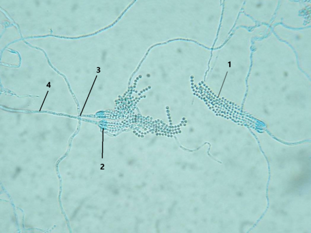 Penicillium sp.