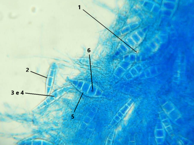 Microsporum canis