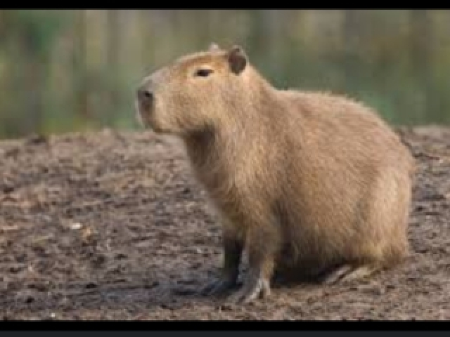 Capivara