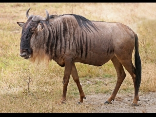 Gnu