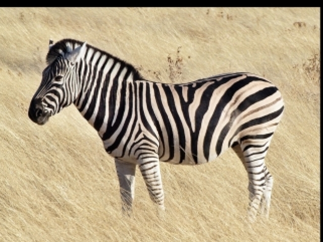 Zebra