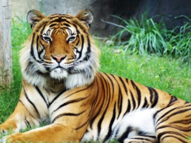 Tigre