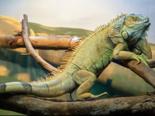 Iguana verde