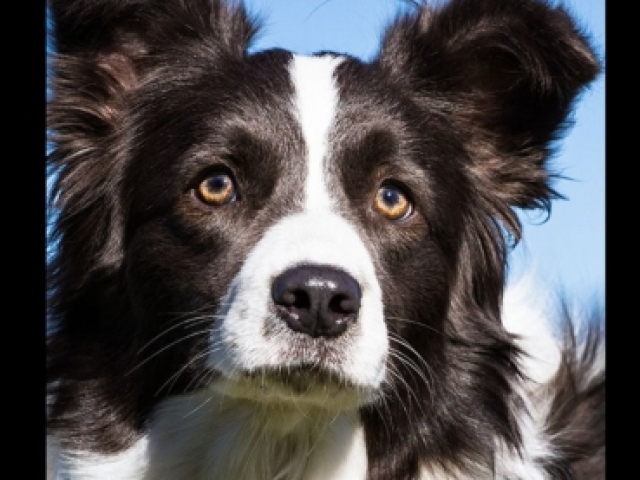 Border collie