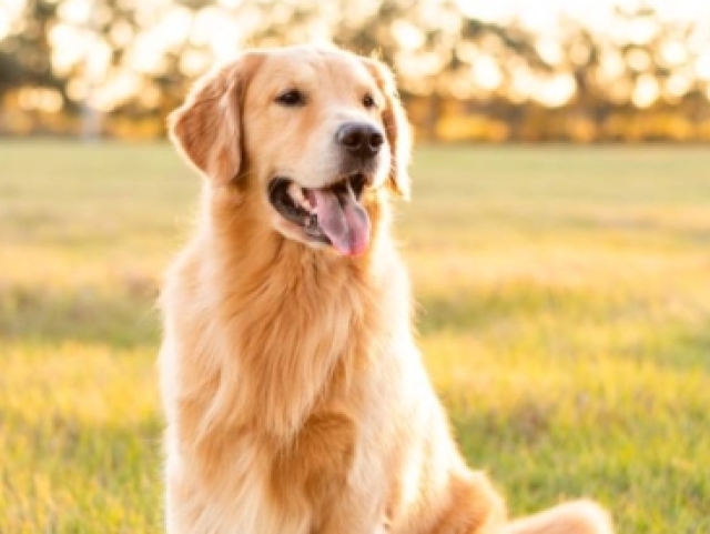 Golden retriver