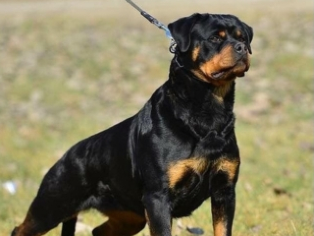 Rotweiler