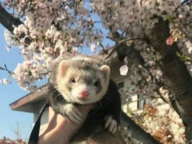 Furão