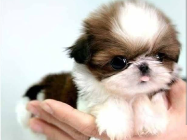 Shi tzu