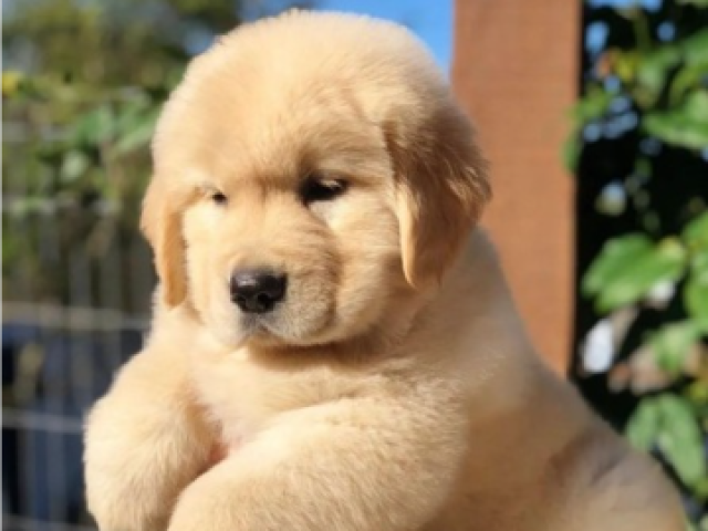 Golden retriver