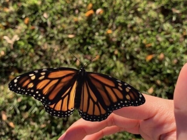 Borboleta