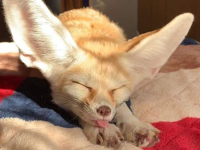 Fennec fox