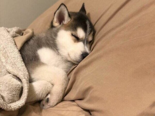 Husky siberiano