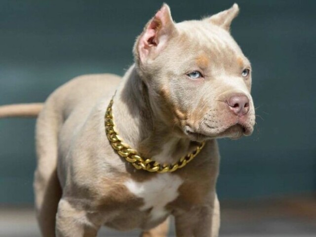 Pit bull