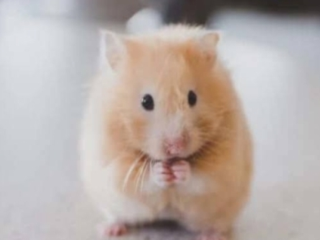 Hamster