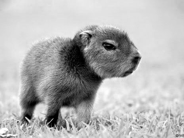 Brincando de esconde esconde com Bolsonaro,essa capivara da foto é com um passarinho com franja