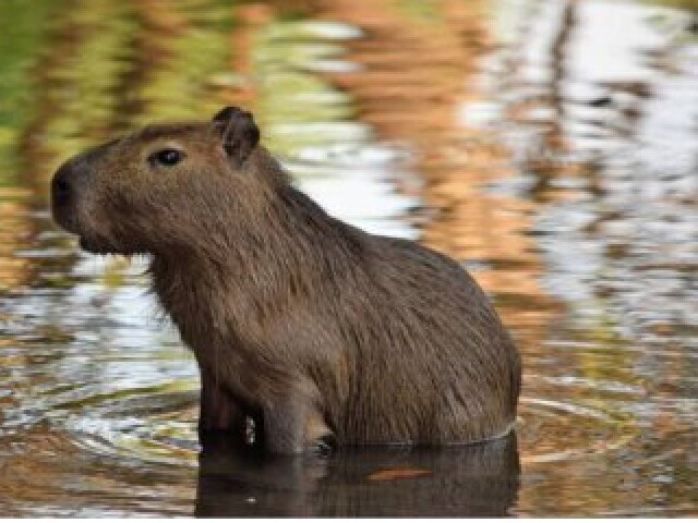 Capivara