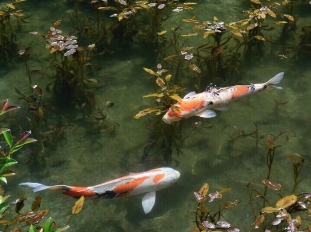 Peixinhos