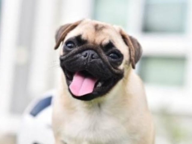 Pug