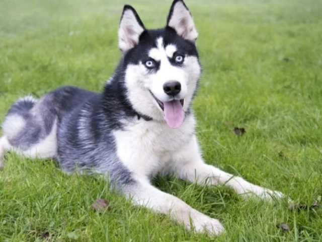 Husky siberiano